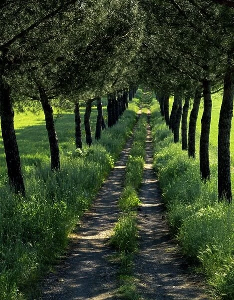 Dirt track passes between an avenue of Parasol pines in rural Tuscany