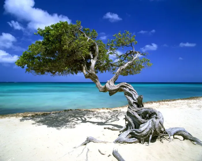 Framed Print : Divi Divi Tree, Aruba, Lesser Antilles, Caribbean Framed Print : Divi Divi Tree, Aruba, Lesser Antilles, Caribbean