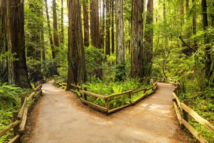 Framed Print : Divided Path Through Giant Redwoods, Muir Woods National Monument, California, USA Framed Print : Divided Path Through Giant Redwoods, Muir Woods National Monument, California, USA