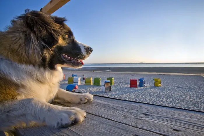 Framed Print : Dog on the beach, Fohr Island, North Frisian Islands, Schleswig Holstein, Germany