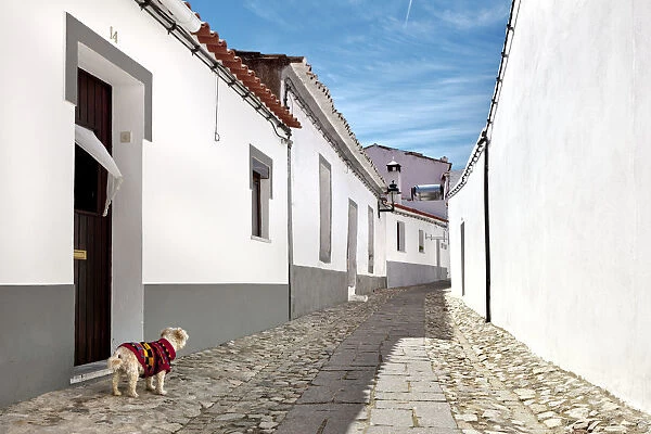 Dog, Serpa, Alentejo, Portugal