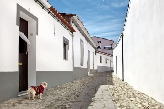 Framed Print : Dog, Serpa, Alentejo, Portugal Framed Print : Dog, Serpa, Alentejo, Portugal