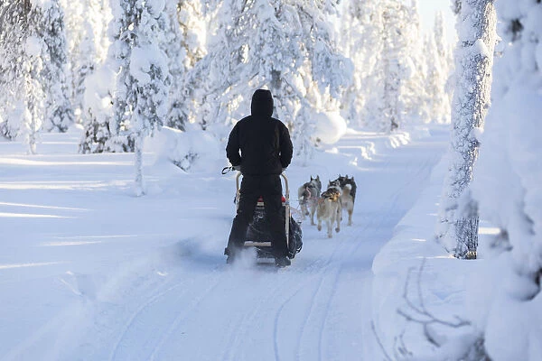 Dog sledding, Kuusamo, Northern Ostrobothnia region, Lapland, Finland (MR)