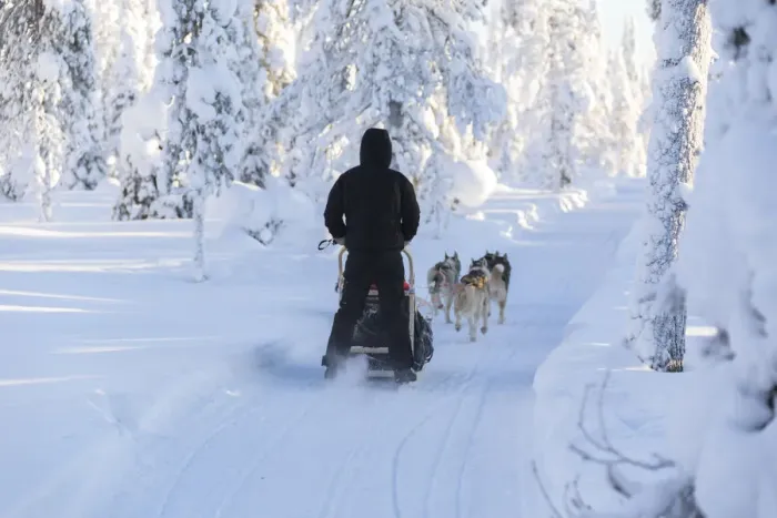 Framed Print : Dog sledding, Kuusamo, Northern Ostrobothnia region, Lapland, Finland (MR) Framed Print : Dog sledding, Kuusamo, Northern Ostrobothnia region, Lapland, Finland (MR)