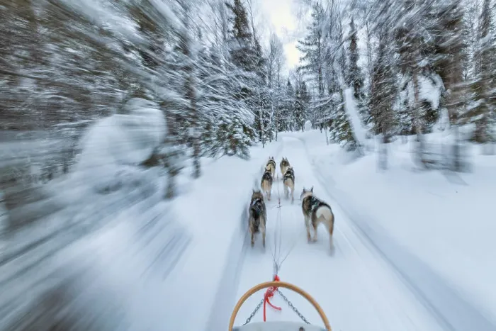 Framed Print : Dog Sledding, Ruka, Lapland, Finland
