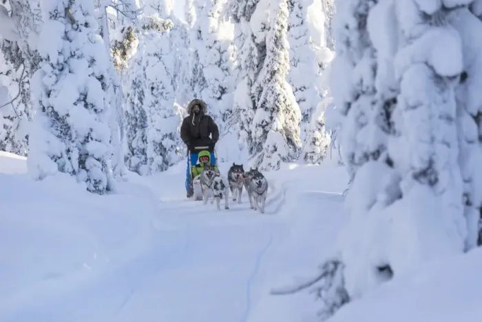 Framed Print : Dog sledding in the snowy woods, Kuusamo, Northern Ostrobothnia region, Lapland, Finland Framed Print : Dog sledding in the snowy woods, Kuusamo, Northern Ostrobothnia region, Lapland, Finland