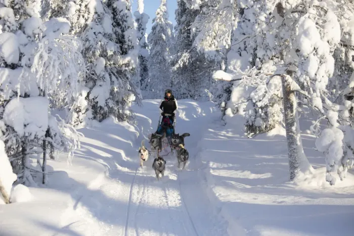 Framed Print : Dog sledding in the snowy woods, Kuusamo, Northern Ostrobothnia region, Lapland, Finland Framed Print : Dog sledding in the snowy woods, Kuusamo, Northern Ostrobothnia region, Lapland, Finland