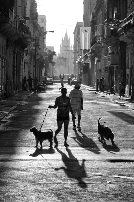 Framed Print : Dog walkers on street, Havana Centro, Havana, Cuba, Caribbean Framed Print : Dog walkers on street, Havana Centro, Havana, Cuba, Caribbean
