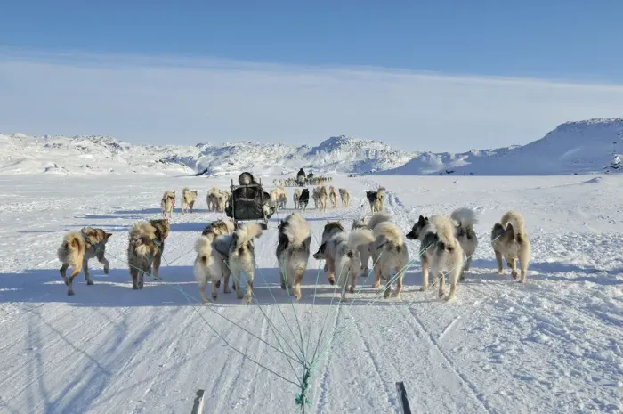 Framed Print : Dogsled tour to Ilulissat, Greenland Framed Print : Dogsled tour to Ilulissat, Greenland