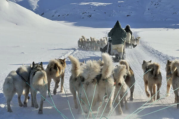 Dogsled tour to Ilulissat, Greenland