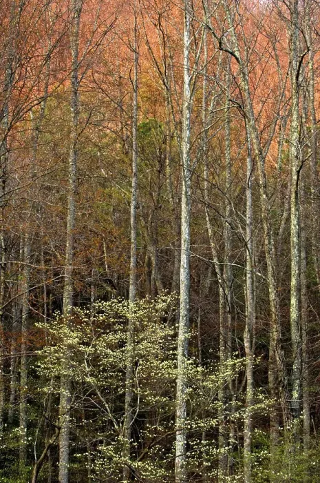 Framed Print : Dogwood and forest with waning evening light, Great Smoky Mountains National Park, Tennessee, USA Framed Print : Dogwood and forest with waning evening light, Great Smoky Mountains National Park, Tennessee, USA