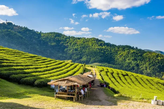 Framed Print : Doi Mae Salong tea plantation, Chiang Rai, Thailand