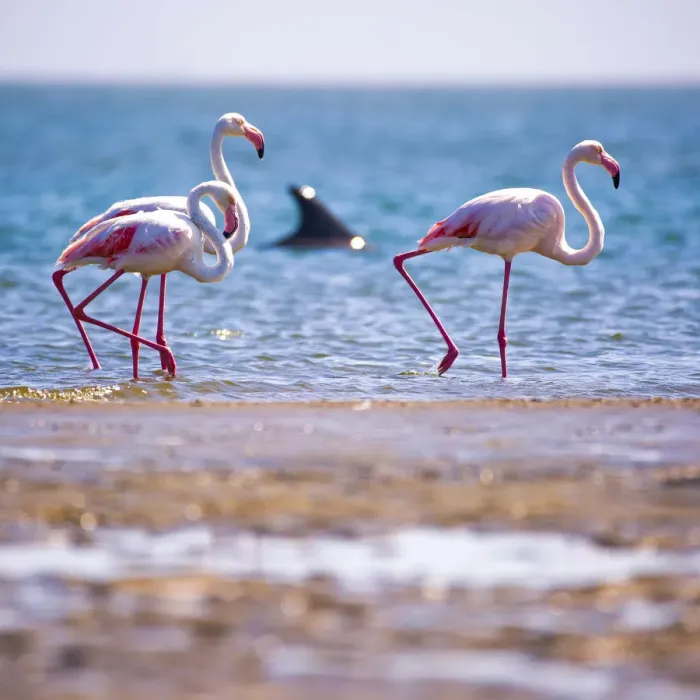 Framed Print : Dolphin and Flamingos at Walvis Bay, Namibia, Africa Framed Print : Dolphin and Flamingos at Walvis Bay, Namibia, Africa