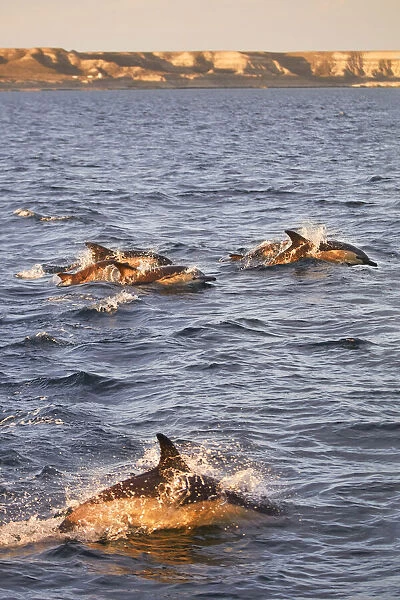 Dolphins swimming at sunset in the Golfo Nuevo, Puerto Piramides, Peninsula Valdes, Chubut, Patagonia, Argentina