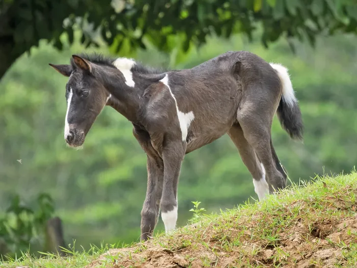 Framed Print : Domestic horse foal on the San Carlos River near Boca Tapada, Alajuela Province, Costa Rica Framed Print : Domestic horse foal on the San Carlos River near Boca Tapada, Alajuela Province, Costa Rica