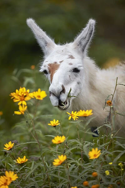 A domestic llama eating grass at the 'Parador El Maray'