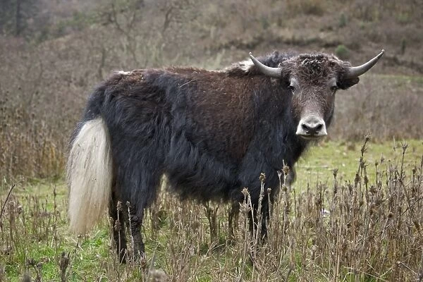 A domesticated yak in the mountains above the Phobjikha Valley. Looking rather like shaggy