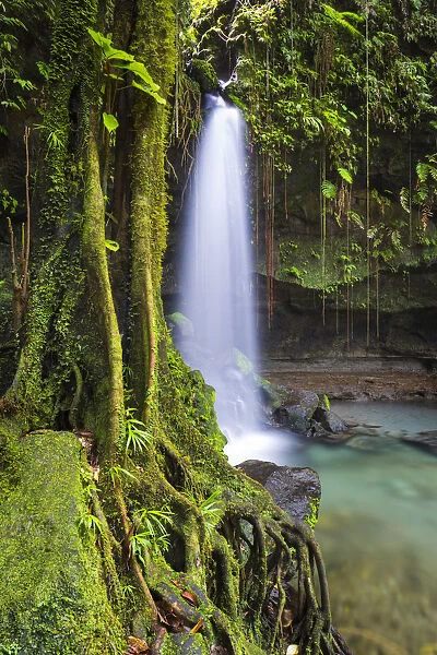 Dominica, Castle Bruce. Emerald Pool, one of the most popular tourist attractions