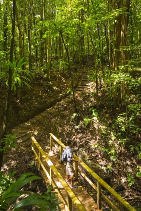 Framed Print : Dominica, Laudat. Respected Dominican Guide, Jenner Robinson, on the trail to Middleham