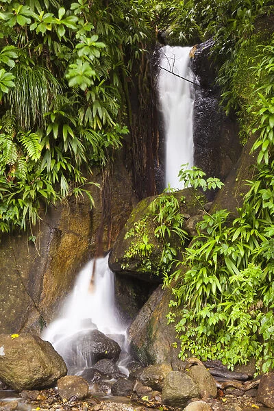 Dominica, Roseau. Waterfall at Papillote Wilderness Retreat