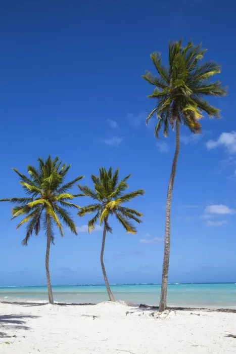 Framed Print : Dominican Republic, Punta Cana, Cap Cana beach