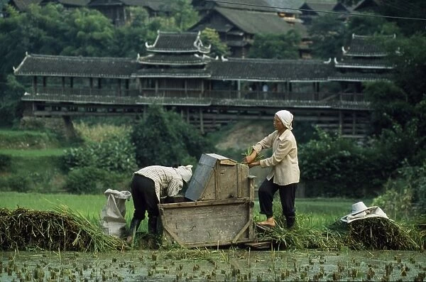 Dong women thresh rice near Chengyang Village