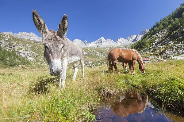 Donkey and horses in the green pastures of Porcellizzo Valley Masino Valley Valtellina