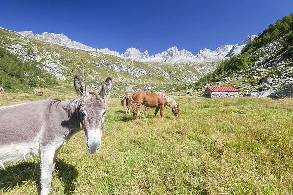 Donkey and horses in the green pastures of Porcellizzo Valley Masino Valley Valtellina