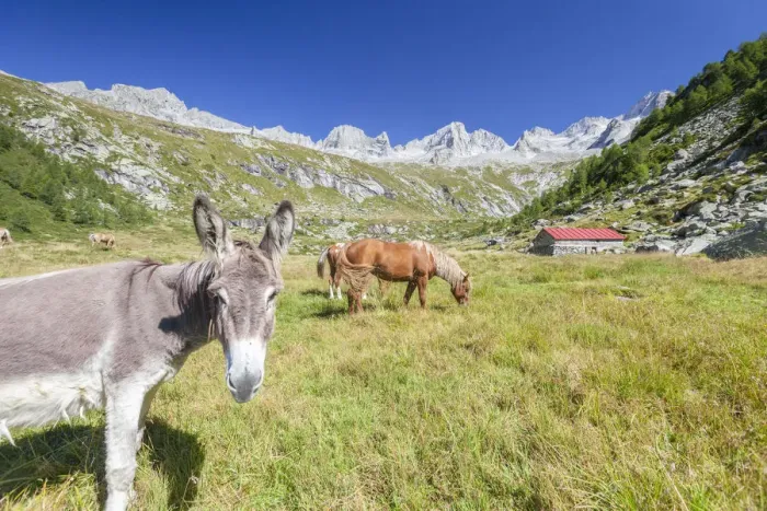 Framed Print : Donkey and horses in the green pastures of Porcellizzo Valley Masino Valley Valtellina Framed Print : Donkey and horses in the green pastures of Porcellizzo Valley Masino Valley Valtellina