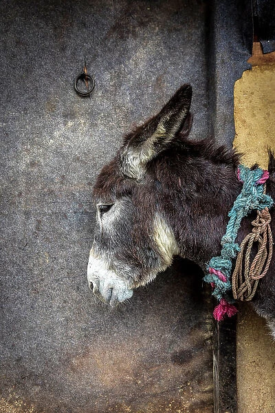 Donkey at leather tannery, Fez, Morocco