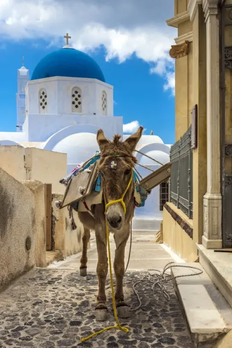 Framed Print : Donkey with typical Greek Orthodox church with blue dome in the background, Pyrgos