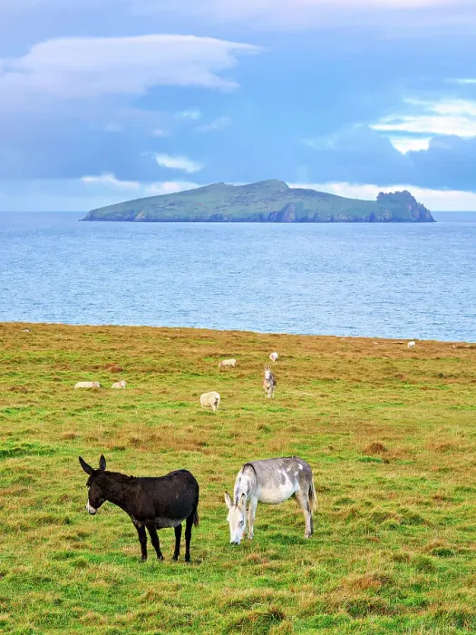 Framed Print : Donkeys with Blasket Islands in the background, Dunquin, Dingle Peninsula, County Kerry, Ireland Framed Print : Donkeys with Blasket Islands in the background, Dunquin, Dingle Peninsula, County Kerry, Ireland
