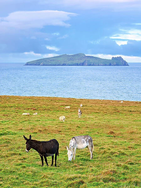 Donkeys with Blasket Islands in the background, Dunquin, Dingle Peninsula, County Kerry, Ireland