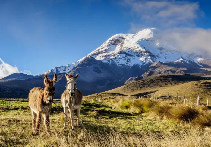 Framed Print : Donkeys and Chimborazo Volcano, Chimborazo Province, Ecuador Framed Print : Donkeys and Chimborazo Volcano, Chimborazo Province, Ecuador