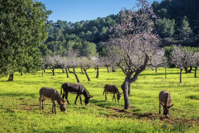 Framed Print : Donkeys on a farm near Ses Rotgetes de Canet, Mallorca, Balearic Islands, Spain Framed Print : Donkeys on a farm near Ses Rotgetes de Canet, Mallorca, Balearic Islands, Spain