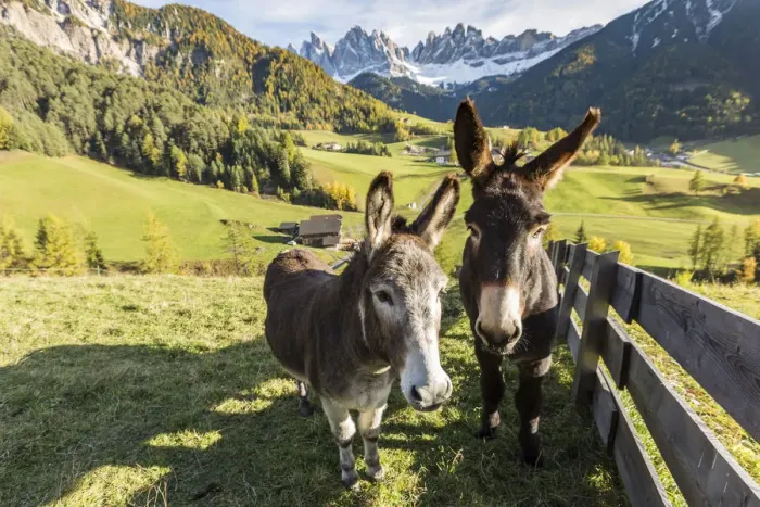 Framed Print : Two donkeys with Odle Dolomites peaks on the background. Santa Maddalena, Funes, Bolzano Framed Print : Two donkeys with Odle Dolomites peaks on the background. Santa Maddalena, Funes, Bolzano