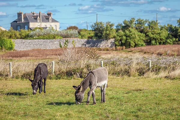 Donkeys in a pasture, Gatteville-le-Phare, Manche, Normandy, France