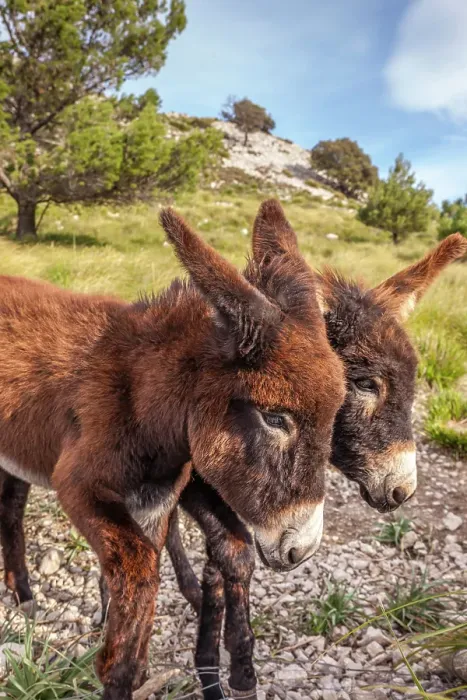 Framed Print : Donkeys in the Serra de Tramuntana, Mallorca, Balearic Islands, Spain Framed Print : Donkeys in the Serra de Tramuntana, Mallorca, Balearic Islands, Spain