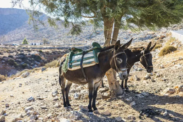 Framed Print : Donkeys take shelter from the sun under a tree in Folegandros, Cyclades Islands, Greece