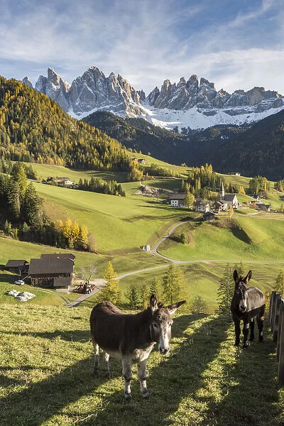 Two donkeys with the village and Odle Dolomites peaks on the background. Santa Maddalena