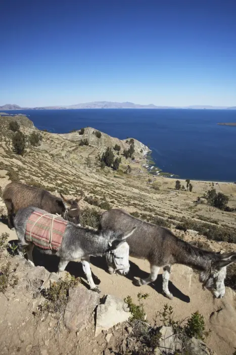 Framed Print : Donkeys walking on Isla del Sol (Island of the Sun), Lake Titicaca, Bolivia Framed Print : Donkeys walking on Isla del Sol (Island of the Sun), Lake Titicaca, Bolivia