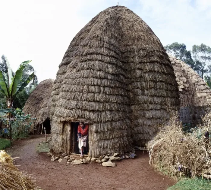 Framed Print : The Dorze people living in highlands west of the Abyssinian Framed Print : The Dorze people living in highlands west of the Abyssinian