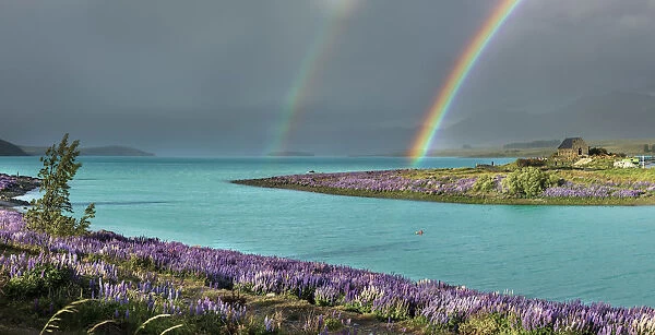 Double rainbow in Tekapo lake with the lupins in bloom and the church of the Good