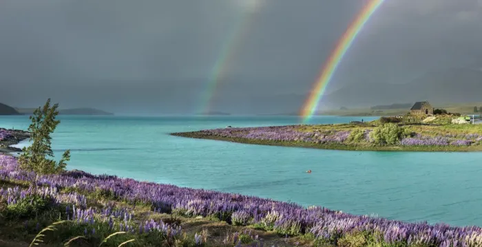 Framed Print : Double rainbow in Tekapo lake with the lupins in bloom and the church of the Good
