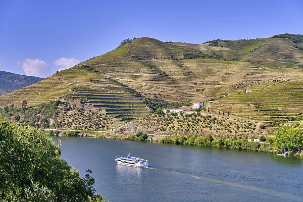 A Douro river cruise ship passing along the Quinta da Boavista