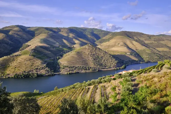 Framed Print : The Douro river and the terraced vineyards near Folgosa do Douro, Alto Douro