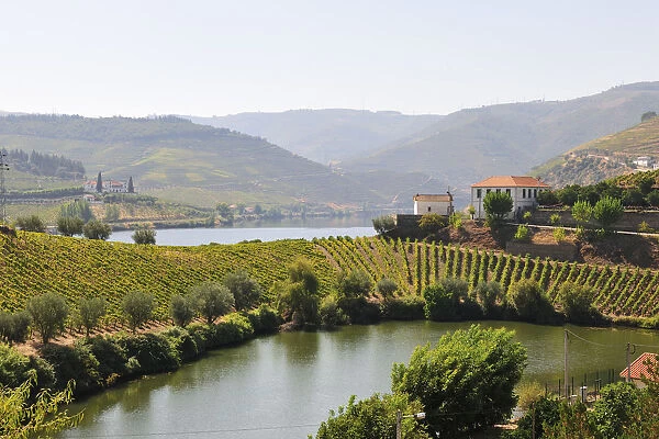 The Douro river and the terraced vineyards of the Port wine in Covelinhas