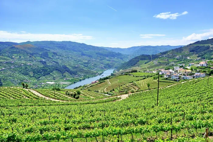 Framed Print : The Douro river valley with a tourism boat and the terraced vineyards. A Unesco World Heritage Site. Mes£o Frio, Portugal Framed Print : The Douro river valley with a tourism boat and the terraced vineyards. A Unesco World Heritage Site. Mes£o Frio, Portugal