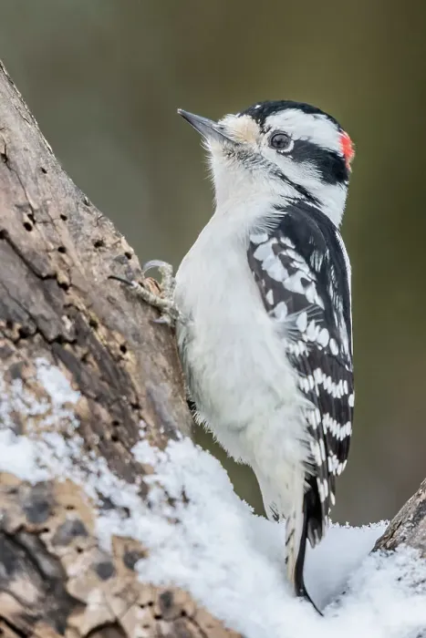 Framed Print : Downy Woodpecker (Dryobates pubescens), Thornton, Ontario, Canada Framed Print : Downy Woodpecker (Dryobates pubescens), Thornton, Ontario, Canada