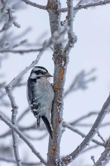 Framed Print : Downy woodpecker (Dryobates pubescens) feeding on dying spruce tree Winnipeg, Manitoba, Canada Framed Print : Downy woodpecker (Dryobates pubescens) feeding on dying spruce tree Winnipeg, Manitoba, Canada